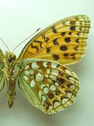 Attēlu rezultāti vaicājumam “Argynnis niobe”