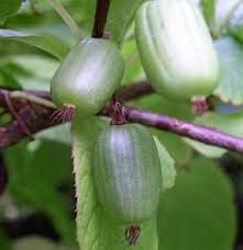 Actinidia kolomikta