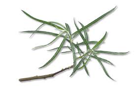 Attēlu rezultāti vaicājumam “Salix repens subsp. rosmarinifolia”