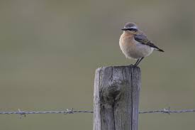 Attēlu rezultāti vaicājumam “Oenanthe oenanthe”