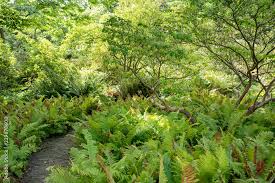 Attēlu rezultāti vaicājumam “Pteropsida”