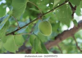 Attēlu rezultāti vaicājumam “Prunus armeniaca fruit”