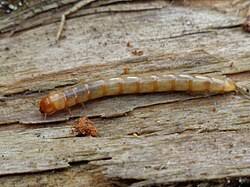 Attēlu rezultāti vaicājumam “Pseudocistela ceramboides”