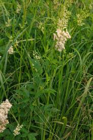 Image result for Filipendula ulmaria