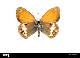 Attēlu rezultāti vaicājumam “Coenonympha arcania underside”