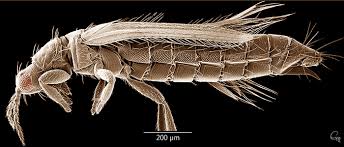 Attēlu rezultāti vaicājumam “Thysanoptera”