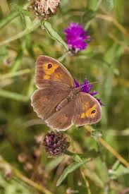 Attēlu rezultāti vaicājumam “Maniola jurtina female”