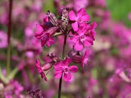 Image result for Pechnelke