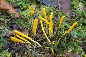 Attēlu rezultāti vaicājumam “Clavulinopsis helvola”