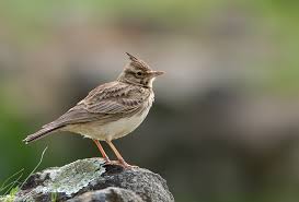 Attēlu rezultāti vaicājumam “Galerida cristata”