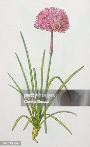 Attēlu rezultāti vaicājumam “Armeria vulgaris flower”