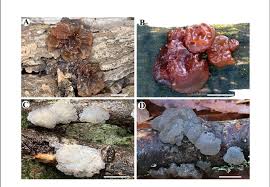 Attēlu rezultāti vaicājumam “Exidia saccharina”