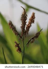 Attēlu rezultāti vaicājumam “Zea mays male flower”