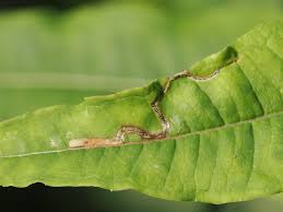 Attēlu rezultāti vaicājumam “Rabdophaga salicis”