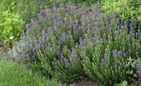 Image result for Ysop