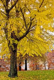 Attēlu rezultāti vaicājumam “Ginkgo biloba female flower”