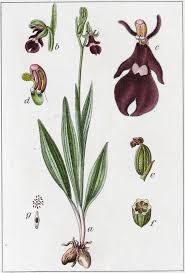 Attēlu rezultāti vaicājumam “Ophrys insectifera flower”