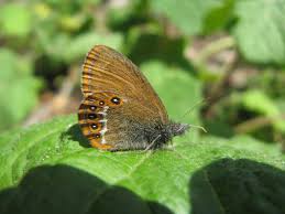 Attēlu rezultāti vaicājumam “Coenonympha hero”