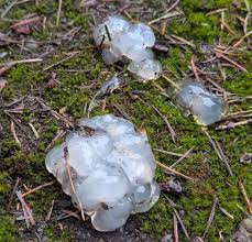 Attēlu rezultāti vaicājumam “Myxarium nucleatum”