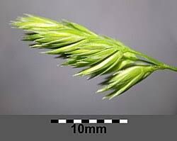 Attēlu rezultāti vaicājumam “Dactylis polygama”