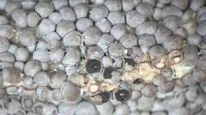 Attēlu rezultāti vaicājumam “Diderma crustaceum”