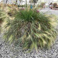 Attēlu rezultāti vaicājumam “Hordeum jubatum”