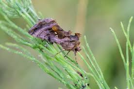 Attēlu rezultāti vaicājumam “Autographa pulchrina”
