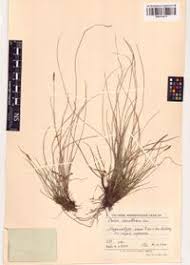 Attēlu rezultāti vaicājumam “Carex davalliana”