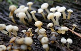 Attēlu rezultāti vaicājumam “Cudoniella acicularis”