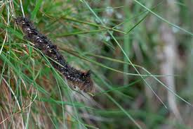 Attēlu rezultāti vaicājumam “Euthrix potatoria larva”