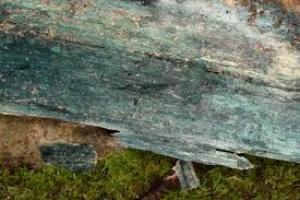 Attēlu rezultāti vaicājumam “Chlorociboria aeruginascens”