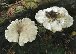 Attēlu rezultāti vaicājumam “Postia”