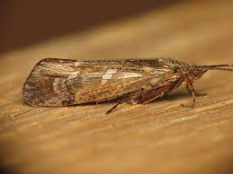 Attēlu rezultāti vaicājumam “Chaetopteryx villosa”