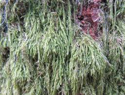 Attēlu rezultāti vaicājumam “Hypnum jutlandicum”