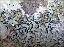 Attēlu rezultāti vaicājumam “Graphis scripta”