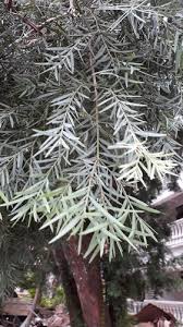 Attēlu rezultāti vaicājumam “Taxus wallichiana”