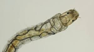 Attēlu rezultāti vaicājumam “Chironomidae larvae”