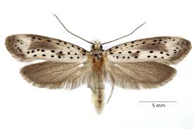 Attēlu rezultāti vaicājumam “Yponomeuta malinellus / cagnagella imago”