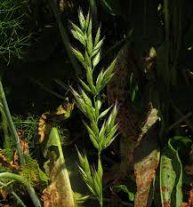 Attēlu rezultāti vaicājumam “Bromus hordeaceus subsp. hordaceus fruit”