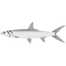 Image result for Elops saurus