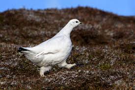 Image result for Lagopus muta