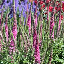 Attēlu rezultāti vaicājumam “Veronica spicata leaf”