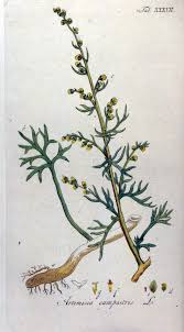 Attēlu rezultāti vaicājumam “Artemisia campestris bud”