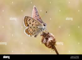 Attēlu rezultāti vaicājumam “Lycaena tityrus male”