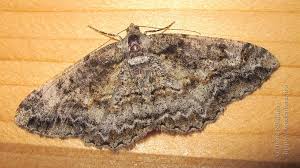 Attēlu rezultāti vaicājumam “Alcis repandata”