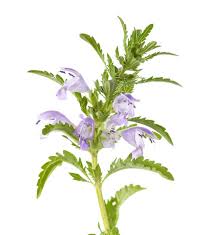 Attēlu rezultāti vaicājumam “Dracocephalum ruyschiana fruit”