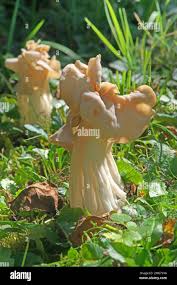 Attēlu rezultāti vaicājumam “Helvella”