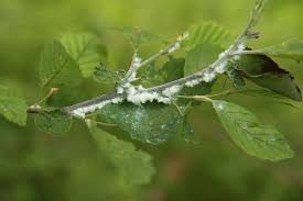 Attēlu rezultāti vaicājumam “Psylla alni”