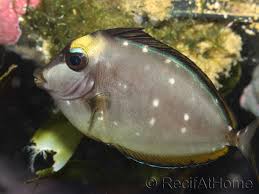 Image result for Naso lituratus