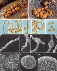 Attēlu rezultāti vaicājumam “Trichia, Hemitrichia sp.”